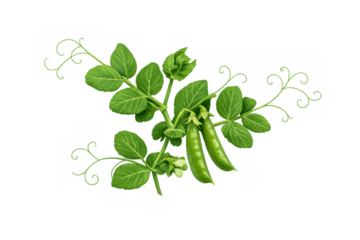 Fresh green pea plant branch with bright leaves and pods, growing organic vegetable food, transparent background