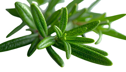 Close-up of vibrant, fresh green herb sprigs against a black background