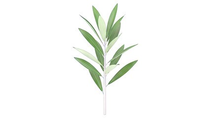 Obraz premium Green Olive Branch with Leaves