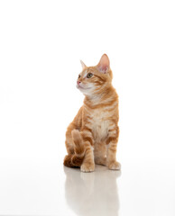Obraz premium Orange Kitten on White Background