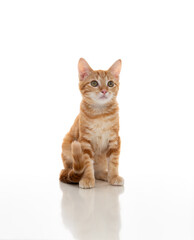 Obraz premium Orange Kitten on White Background
