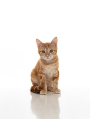Obraz premium Orange Kitten on White Background