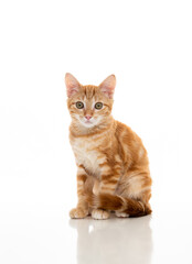 Orange Kitten on White Background