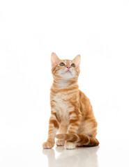 Orange Kitten on White Background