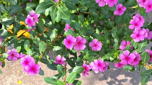 Bunches of madagascar periwinkle or vinca or old maid or cayenne jasmine blown by the wind