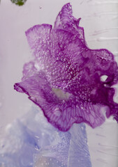 Purple Petals of Sweet Pea Flowers Frozen in Ice