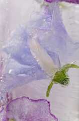 Obraz premium Blue Petals of Sweet Pea Flowers Frozen in Ice