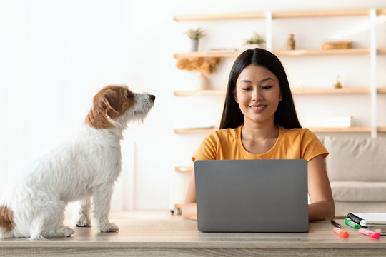 Cute doggo fluffy jack russel terrier sitting on table and looking at its owner pertty asian young long-haired woman working or studying online from home, using laptop, copy space