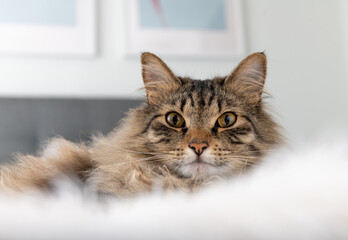 Long Haired Brown Tabby Cat Relaxing on Bed