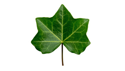 Obraz premium Single, vibrant green leaf against a black background, showcasing vein details