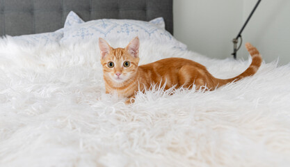 Close up of Orange Tabby Kitten Sitting on White Blanket © Anna Hoychuk