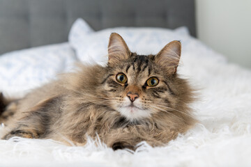 Long Haired Brown Tabby Cat Relaxing on Bed
