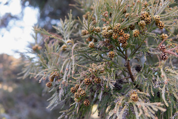 スギ（Cryptomeria japonica）の実／割れて種が出た球果【花粉・アレルゲン】日本埼玉県小川町・1月
