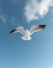 Obraz premium Large white seagull with wings spread wide flies gracefully against clear blue sky. Bird seen from below with white feathers, yellow beak. Dark wing tips contrast against body. Focus on bird in