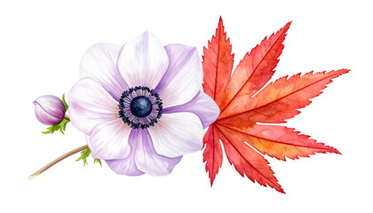 Watercolor illustration of a white anemone with a purple center and red maple leaf
