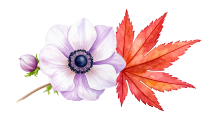 Watercolor illustration of a white anemone with a purple center and red maple leaf