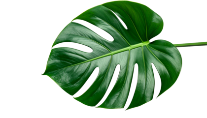 Close-up of a large, glossy, vibrant green tropical leaf with fenestrations against black