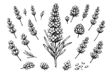 Obraz premium Detailed black and white lavender botanical illustration with floral elements