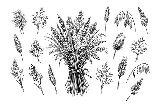 Bundle of various hand-drawn grains and cereals