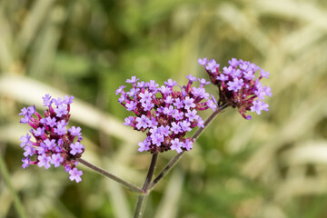 close up of lilac flowers