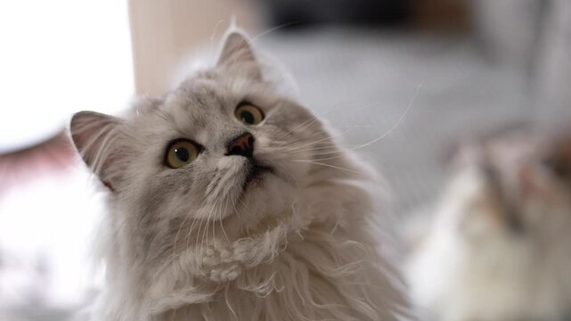 Close up video of a silver gray longhaired cat with different facial expressions, showing mood, character and gentle focus