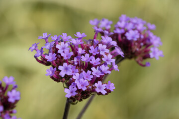 close up of lilac flowers