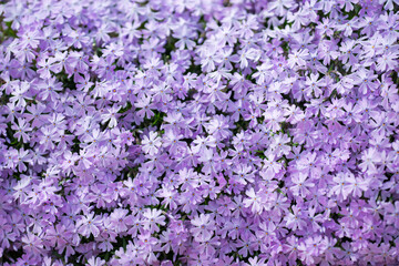 Obraz premium Spring romantic floral background feels peaceful. Spring outdoor garden is filled with blooming flowers. Spring natural flower pattern fits design use. Spring colorful flowers create a tranquil scene.