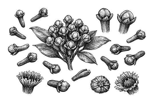 Detailed botanical illustration of cloves and clove buds in black and white