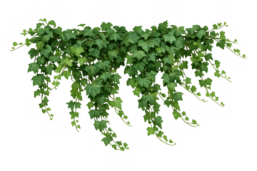 Green ivy vine climbing plant border with lush foliage and hanging leaves on transparent background