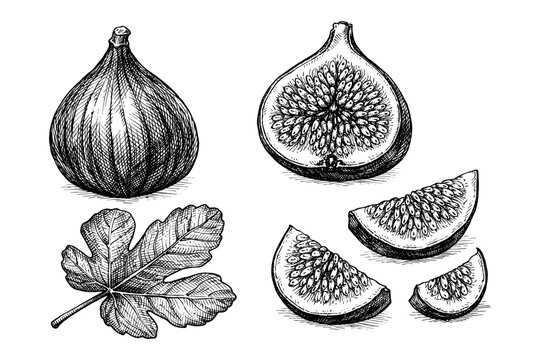 Detailed fig fruit and leaf illustration in black and white