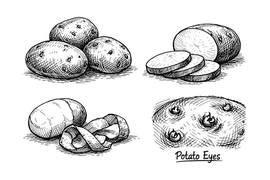 Hand-drawn potato illustrations: whole, sliced, peeled, detailed eyes
