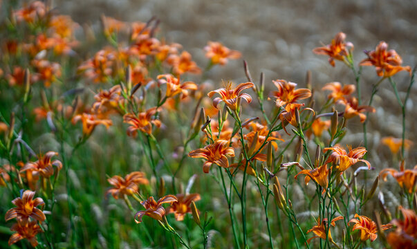 Daylily blossom. Orange daylily flowers blooming in summer garden. Daylily blossoms growing naturally in a meadow. Close-up of orange daylily flowers with soft bokeh background.