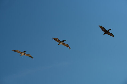 Pelican flight shows coastal wildlife. Pelican flight highlights blue sky. Pelican flight expresses natural freedom. Pelican flight captures seabird migration. - Powered by Adobe