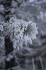 pine branches covered with frost in winter