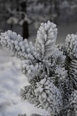 pine branches covered with frost in winter