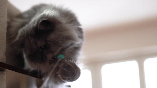 Playful bluepoint ragdoll tomcat playing on a scratching post indoors, fluffy longhaired cat in action