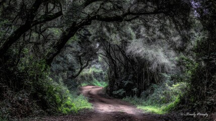 A winding dirt path disappears into a dense, overgrown forest with a leafy canopy arching overhead.