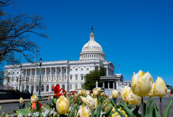 Washington city spring tulips. Washington landmark blue sky. Washington historic america...