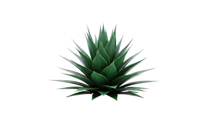 Agave plant with sharp green leaves against a white background
