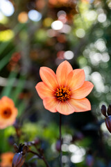 orange peach flower in garden