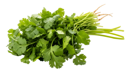 Fresh cilantro bunch isolated on transparent background