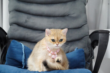 Cute cat with golden coat sits on blue cushion in cozy chair. cat wears pink collar with bell,...