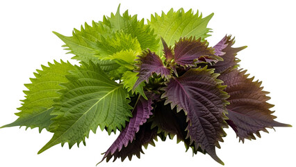 A plant with green and purple leaves isolated on transparent background