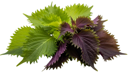 A plant with green and purple leaves isolated on transparent background