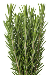 Obraz premium High-key macro shot of fresh salvia rosmarinus rosemary woody cuttings, dark green needle leaves emphasizing textural clarity on a transparent background. Botanical study concept