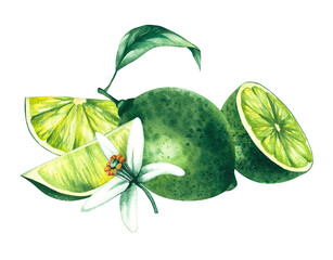 Watercolor hand-drawn citrus tropical fruit. Lime hand-painted illustration isolated on white. Botanical lime fruit for wedding invitations, festivals, or postcards.