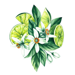 Watercolor hand-drawn citrus tropical fruit. Lime hand-painted illustration isolated on white. Botanical lime fruit for wedding invitations, festivals, or postcards.