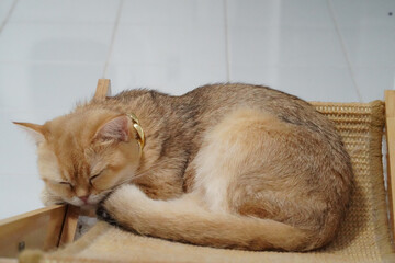 Sleeping cat curled up on wooden platform, showcasing its soft fur and golden color. peaceful expression conveys sense of tranquility and comfort