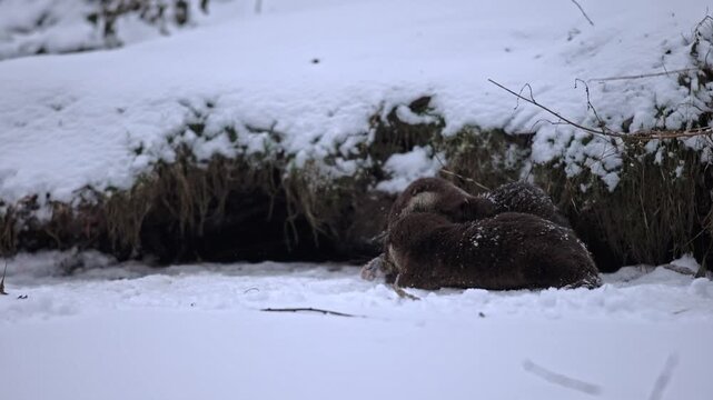 Pair of Eurasian otter (Lutra lutra) eating fish head on surface of frozen river level next coast. Animals obviously compete each other struggling for every piece of meat meal. Winter wildlife take.