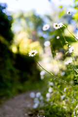 spring daisy flowers in the forest with a path in the background